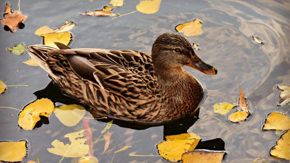 Tips para fabricar un estanque para patos en casa