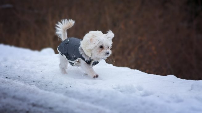 Cuidados de tu perro en invierno