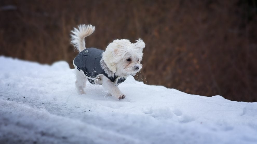 como cuidar a un perro en la nieve