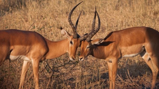Machos impalas pelean