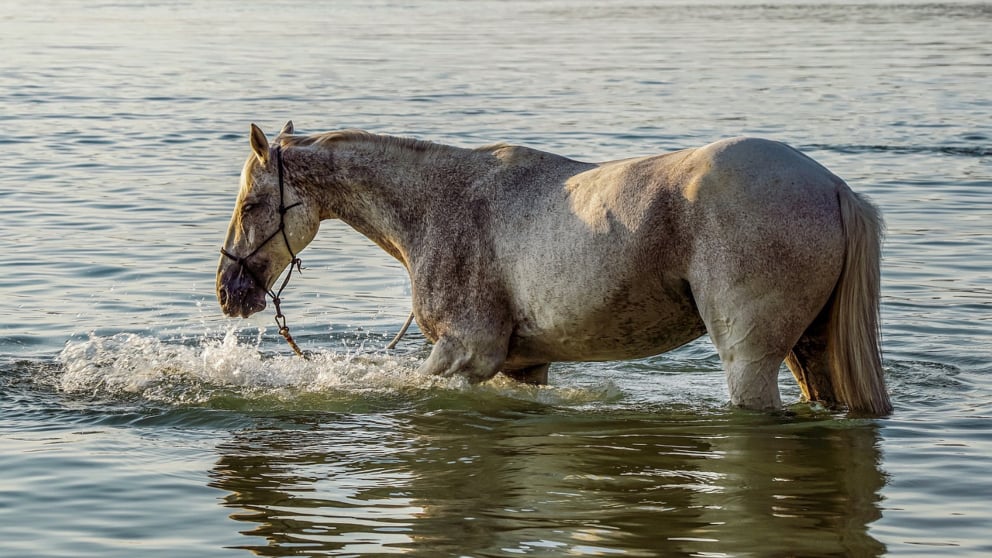 Tips para refrescar a tu caballo en verano