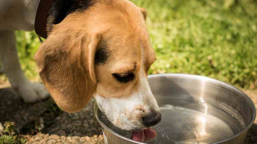 ¿Qué agua debe beber tu mascota?