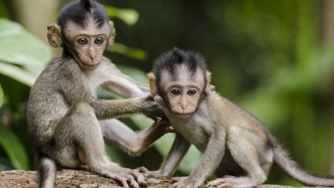Existen 264 especies conocidas de monos.