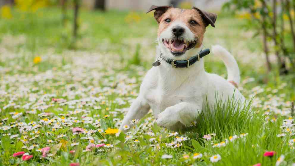 Puede tu perro tener alergia plantas