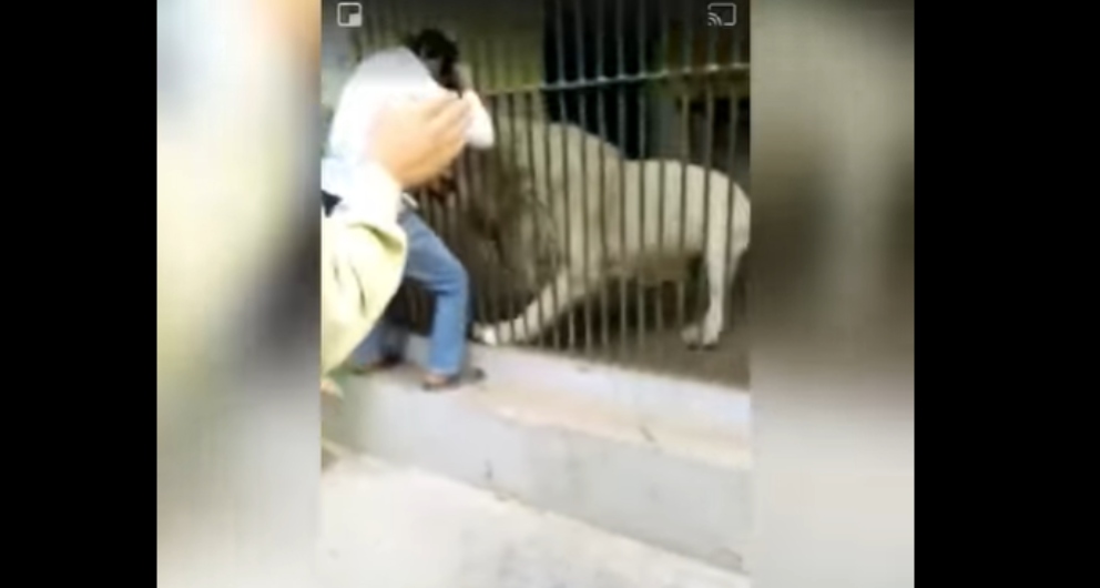 Facebook: Un león blanco casi le arranca un brazo a su cuidador