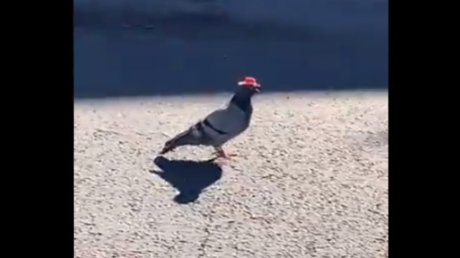 Facebook: Aparecen cientos de palomas con sombrero en Las Vegas