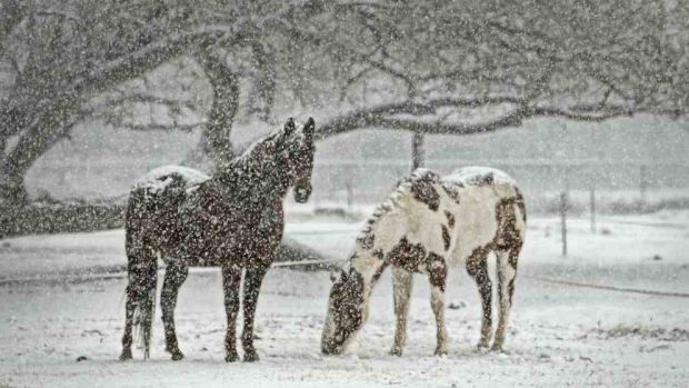 Cuidar a tu caballo en invierno