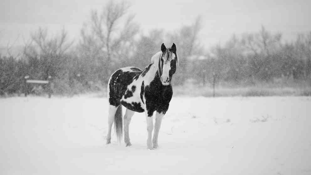 Mantenimiento de tu caballo en invierno