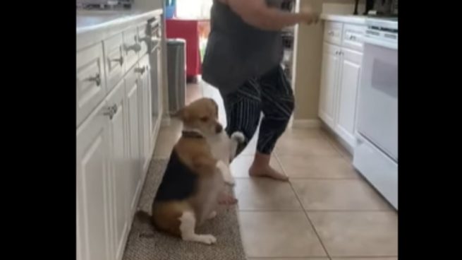 Facebook: Bailey el perro que baila reguetón