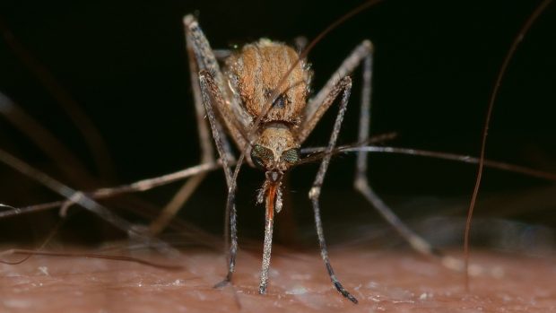 Clases de mosquitos existentes
