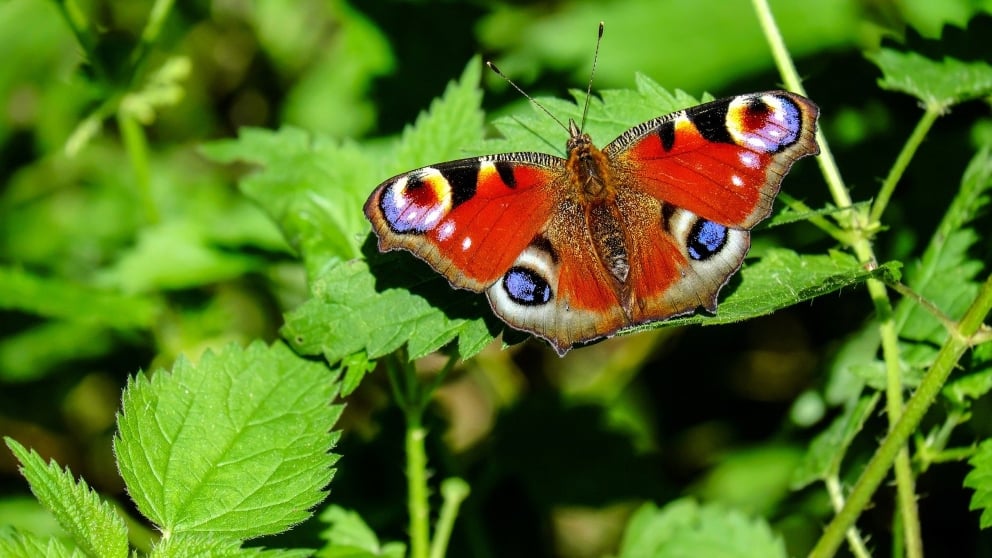 Diferentes Tipos De Mariposas