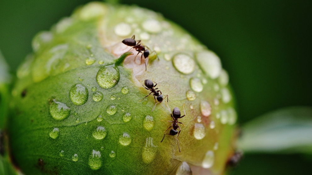 ¿Qué es la eusociedad en las hormigas?