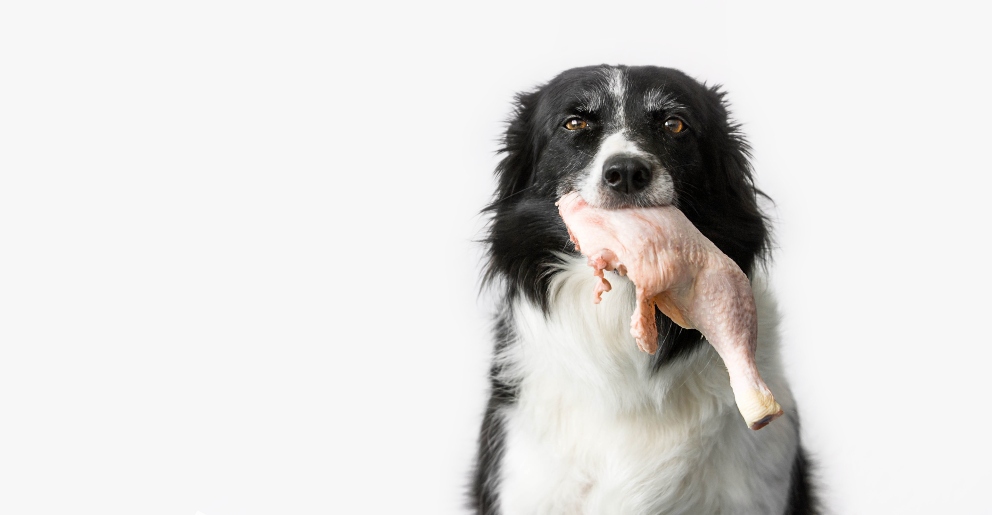 Efectos de comer pollo crudo para tu perro