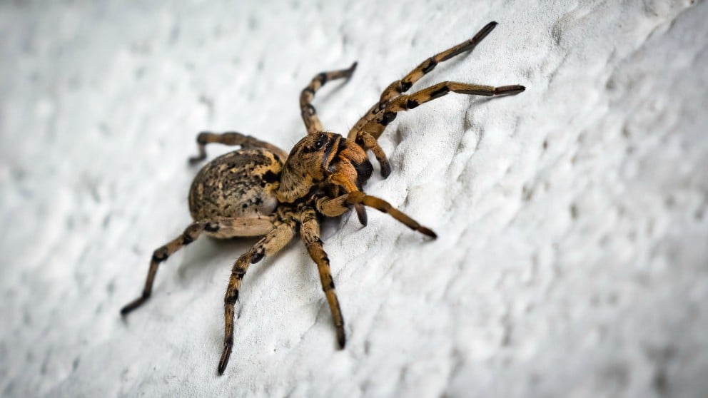 Las arañas que más terror causan