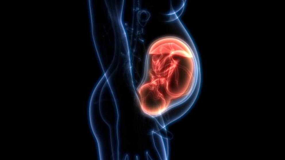 Descubre qué es y para qué sirve exactamente la placenta