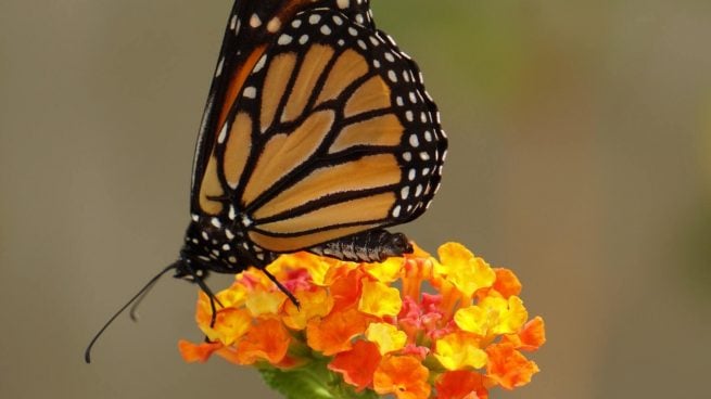 Tipos de mariposas