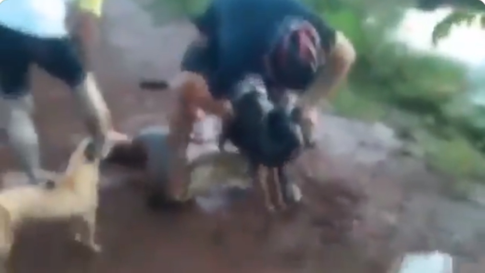 Luchan contra una anaconda que se come a su perro