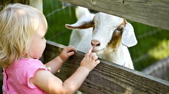 Descubre las Leches Infantiles para tu bebé