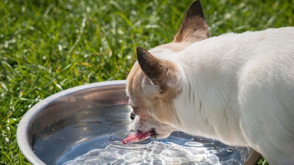Perro bebiendo agua