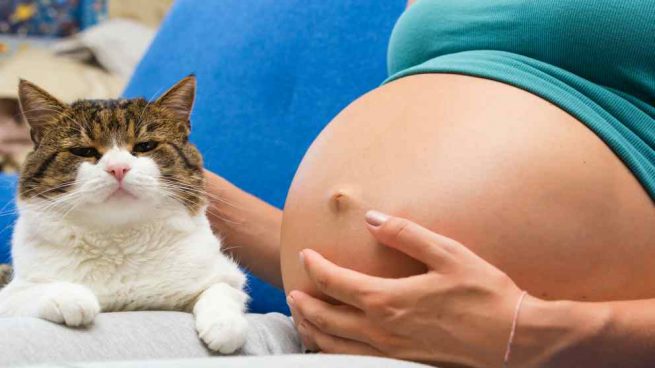 Gatos y mujeres embarazadas