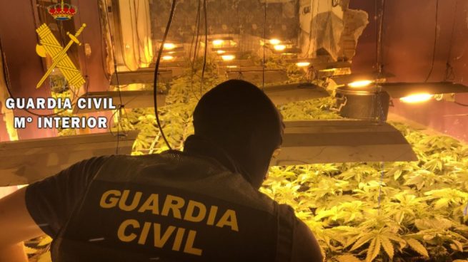 Localizado un cultivo de 114 plantas de marihuana en una vivienda okupada en Almería
