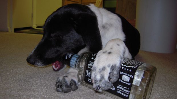 Perro con botella de alcohol