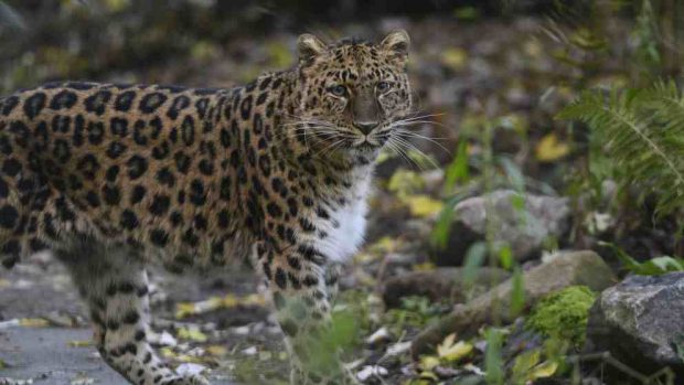 Animales del Zoo y su seguridad