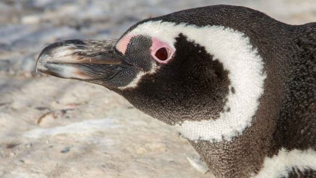 Los pingüinos gigantes