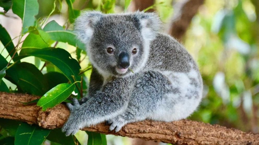 6 curiosidades de los koalas que te gustará descubrir