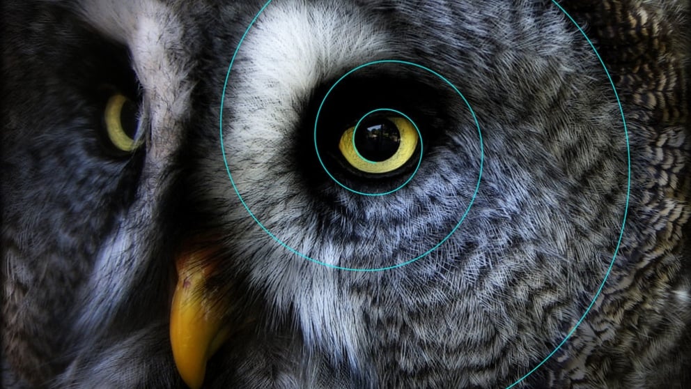 Biomímesis con animales