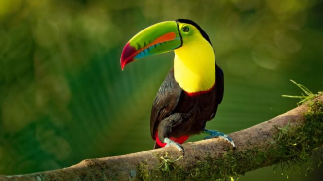 tucan