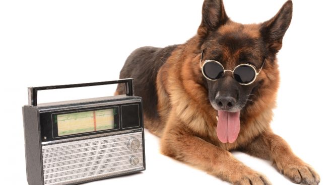 Existen cadenas de radio solo mascotas?