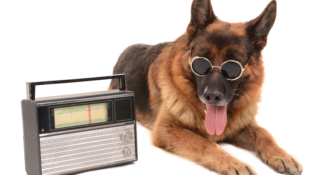 Cadenas de radio para perros