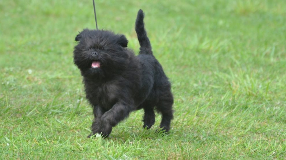puede un affenpinscher pastar vacas