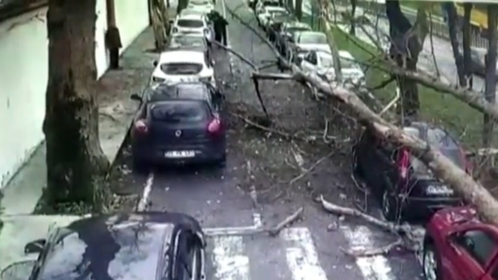 Casi mueren aplastados por un árbol en plena calle