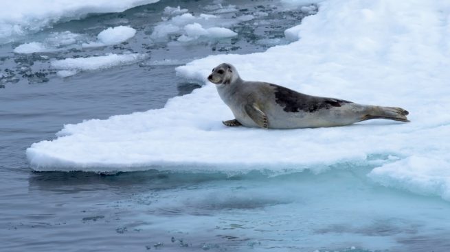 Las focas de Groenlandia