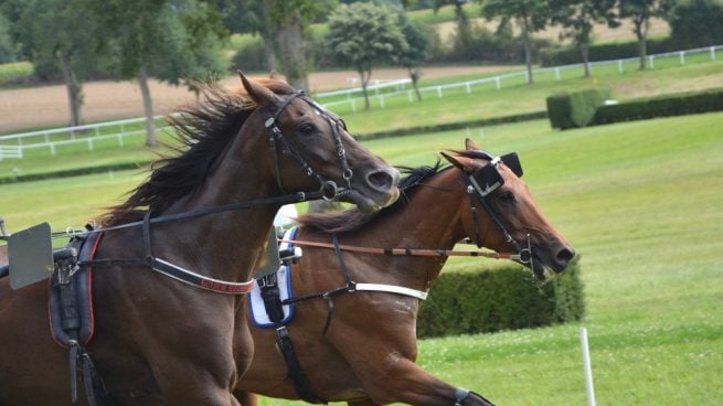 Células madre para los caballos