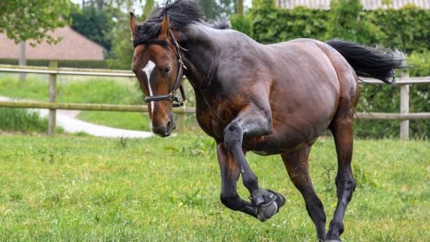 Células madre en caballos