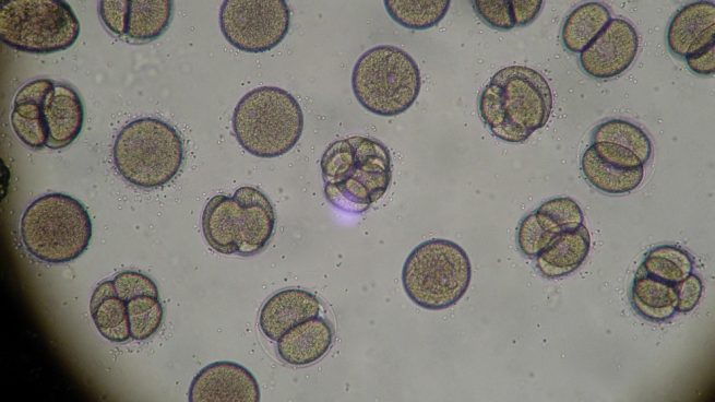 Embriones de laboratorio para animales