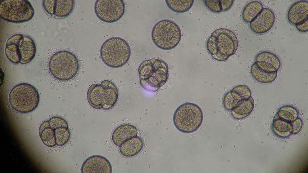 Embriones de laboratorio para la reproducción animal