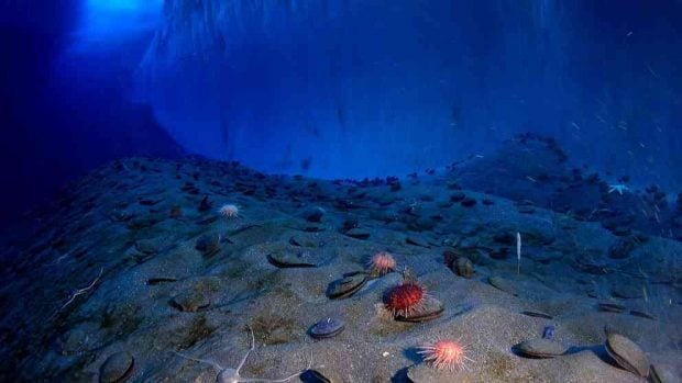 Curiosidades del fondo del mar