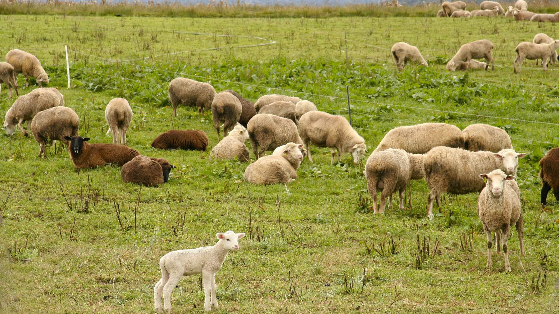 Las enfermedades de las ovejas