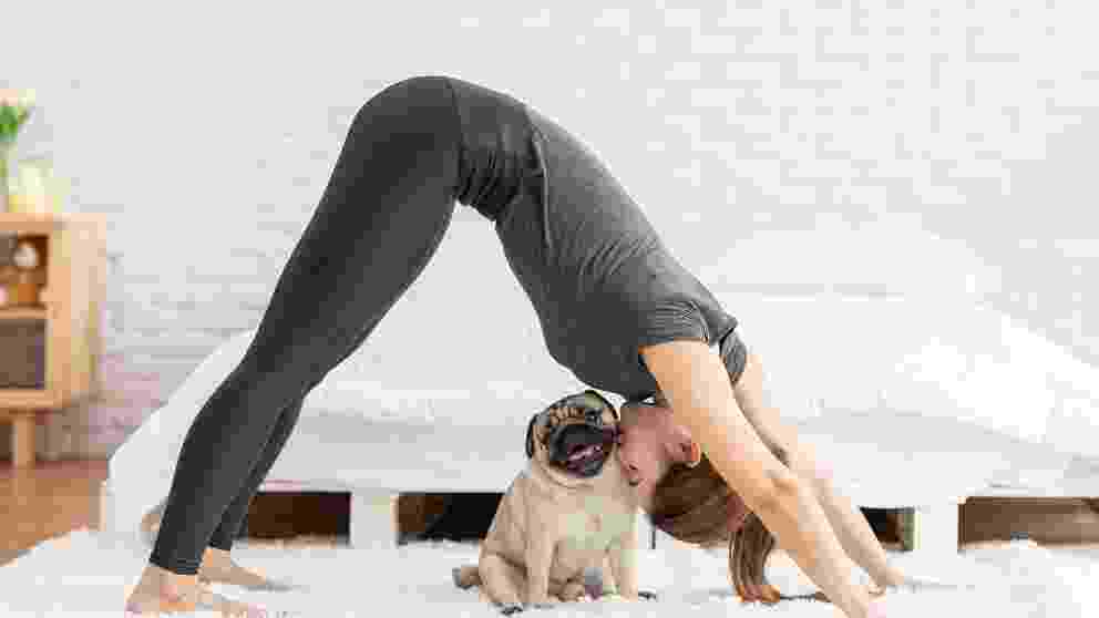 Curiosidades de mascotas: el perro y el yoga