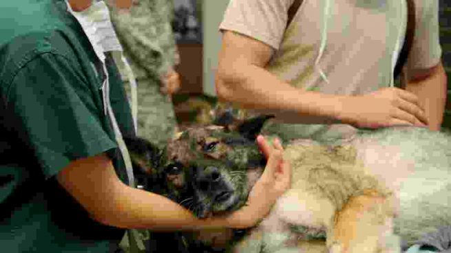 Enfermedades: la hemofilia en perros