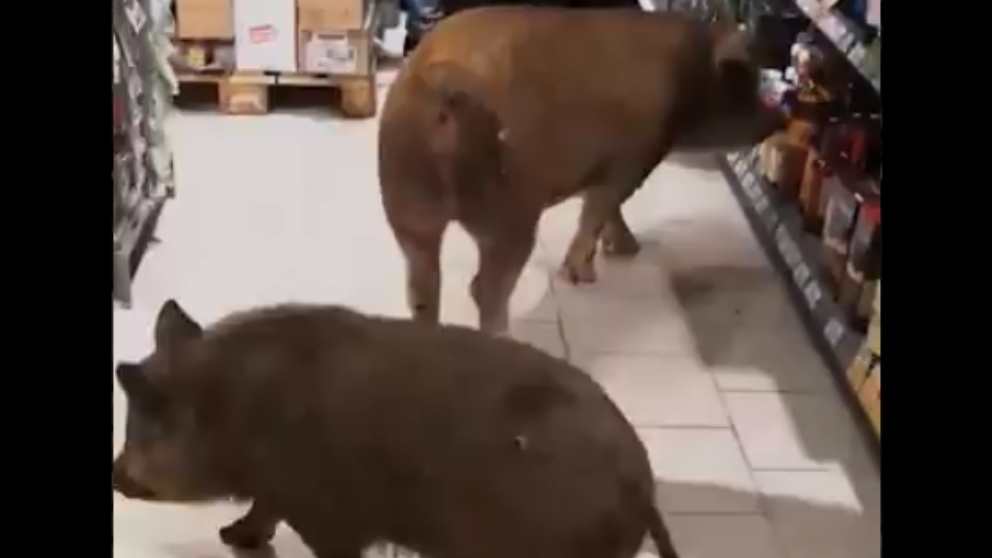 Tres cerdos entran en un supermercado para emborracharse