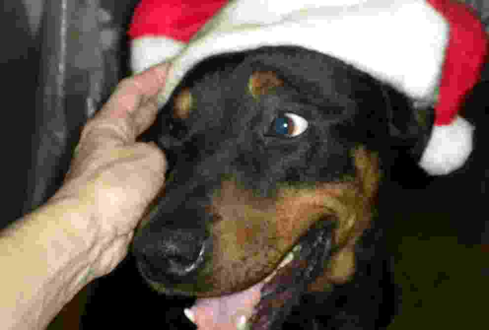 Consejos para no humanizar a tu mascota