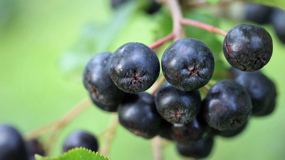 Bayas de aronia, el súper alimento de moda