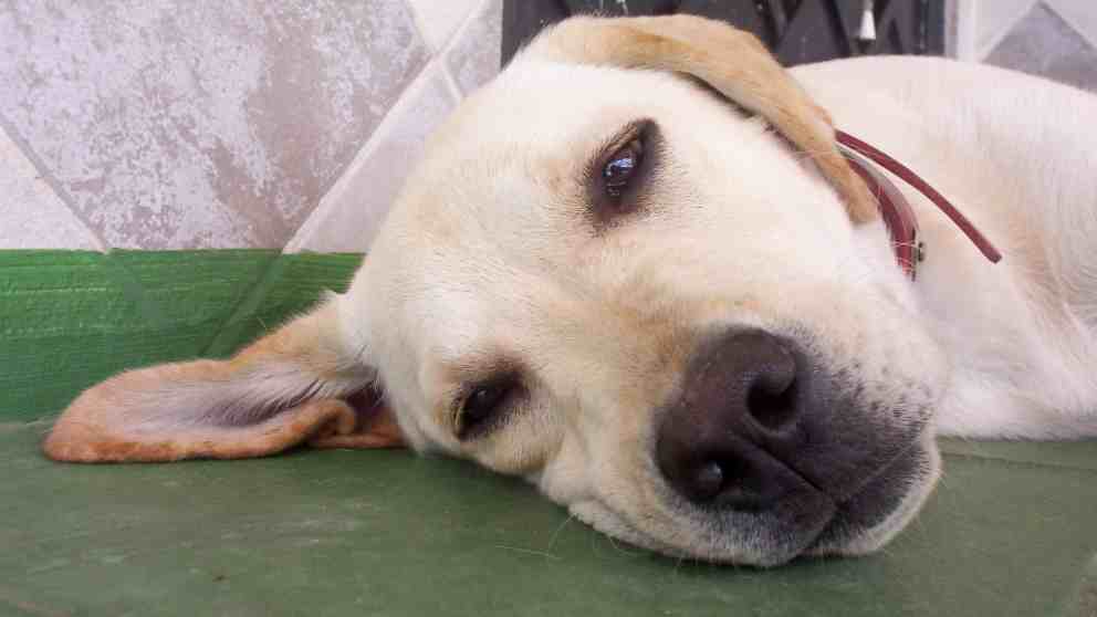 que hacer cuando tu perro tiene un ataque de epilepsia