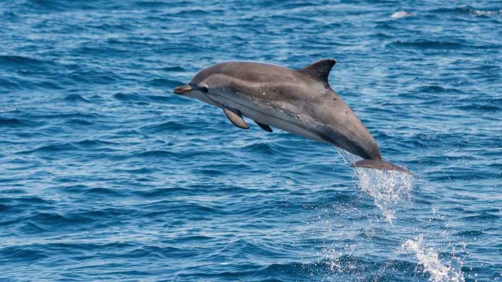 ¿Por qué saltan los delfines
