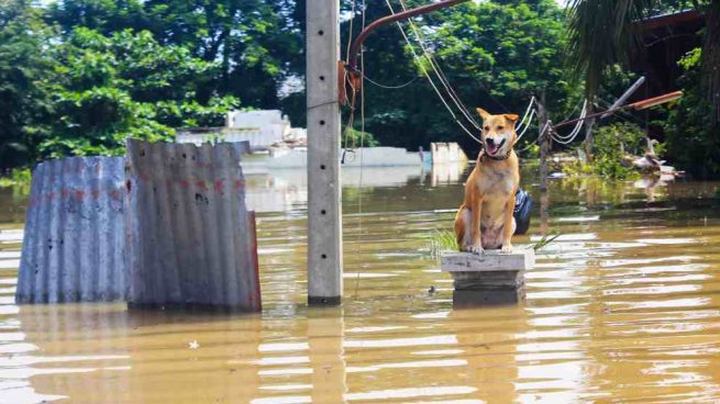 Mascota en inundaciones y otras catástrofes